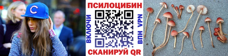 Псилоцибиновые грибы мицелий купить наркотики сайты Белово